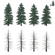 mature firs set in flat colors