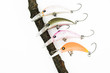 Colored hard baits lures (fishing plugs or wobblers) for trout fishing on the base of the tree. White background, view from above 