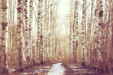 March landscape birch forest background