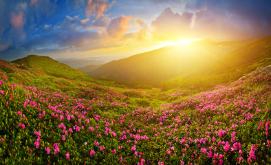 Wall Mural - Rhododendron flowers in summer mountains