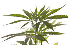 Fresh Marijuana Plant Leaves On White Background