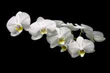 Beautiful White Orchid Branch Over Black Background