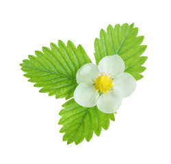 Strawberriy flower and leaves