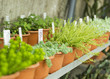 Market for sale plants and flowers. Many plants in pots