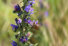 Brown Moth On Purple Flower
