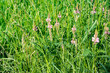 field of grass. meadow green in summer