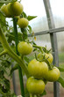 Green tomatoes on a branch in a hothouse