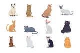 Fototapeta Koty - Collection Cats of Different Breeds. Vector isolated cats on white background
