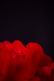 Fototapeta Storczyk - Czerwone płatki z kropelkami deszczu