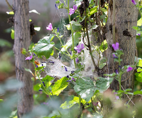 Wall Mural - web on the plant in nature