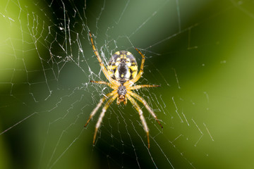 Wall Mural - scary spider in nature. macro