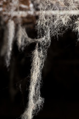 Wall Mural - abstract background . web in nature