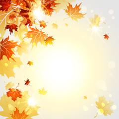 Wall Mural - fall maple leaves
