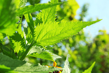 Sticker - Green leaves on the sky background