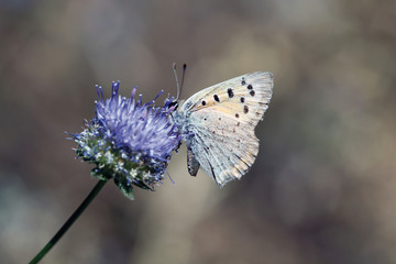 Mariposwa libando en botón azul, Sauceda, Hurdes, España