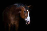 Fototapeta Konie - Beautiful horse portrait on black background