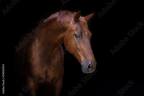 Photographie Beau portrait de cheval rouge sur fond noir