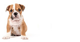 Fototapeta  - Cute puppy of English Bulldog