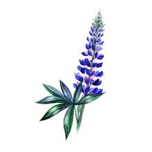 Violet Blue Lupine. Watercolor Illustration. Isolated On White.