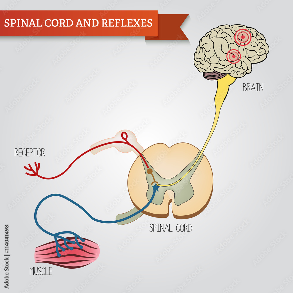 infographics spinal cord and reflexes. Central nervous system Stock ...