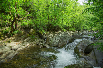 Wall Mural - mountain stream in the woods