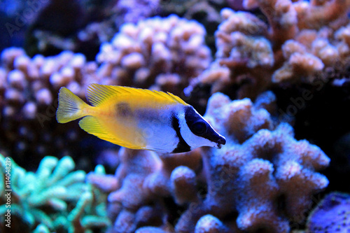 Fotografia, Obraz Foxface rabbitfish in Tropical aquarium