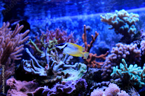 Fotografia, Obraz Foxface rabbitfish in Tropical aquarium