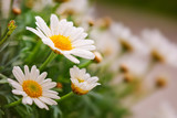White daisies background.