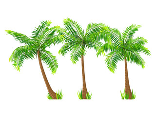 Wall Mural - Exotic tropical coconut palm trees set, isolated on white background. Vector illustration