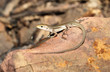 The Eastern striped skink (Ctenotus robustus) is a species of skink found in a wide variety of habitats in Australia. A robust lizard with complex markings and patterns.