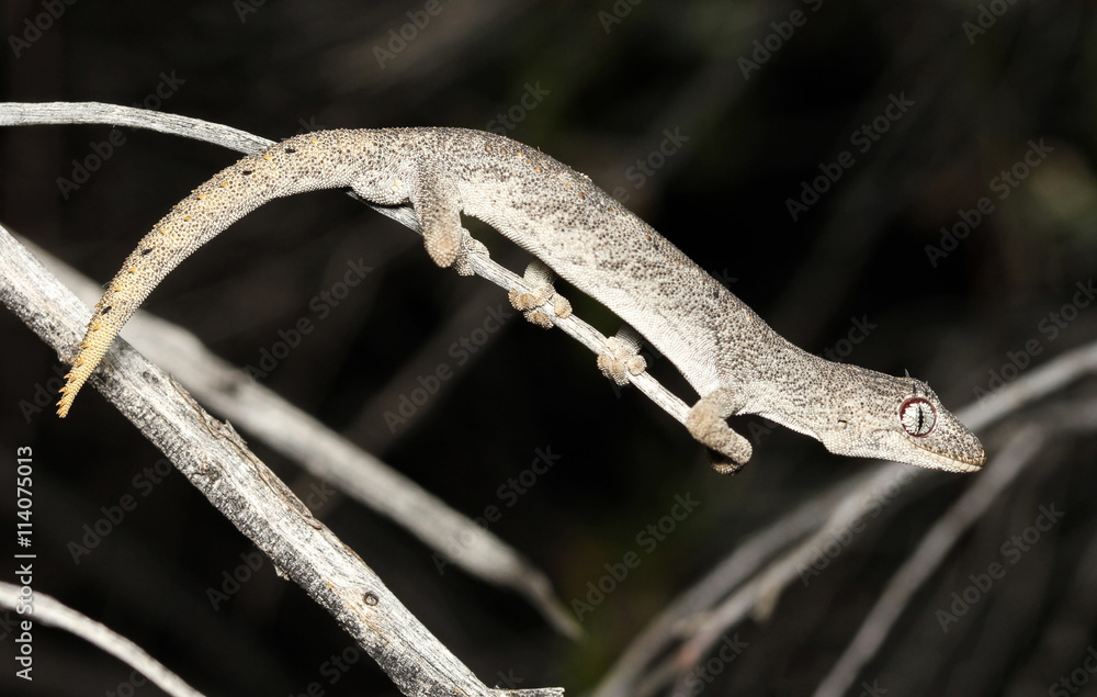 Strophurus ciliaris is a species of lizard in the family Gekkonidae ...