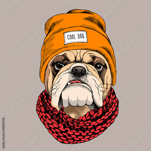 Naklejka samoprzylepna Portret buldoga w kapeluszu hipster i szalik z dzianiny. 