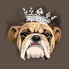 Wall Mural - Bulldog portrait in a crown. Vector illustration.