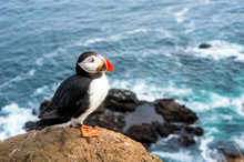 Colorful Atlantic Puffin On A Cliff