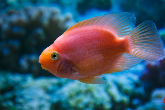 One aquarium fish red parrot