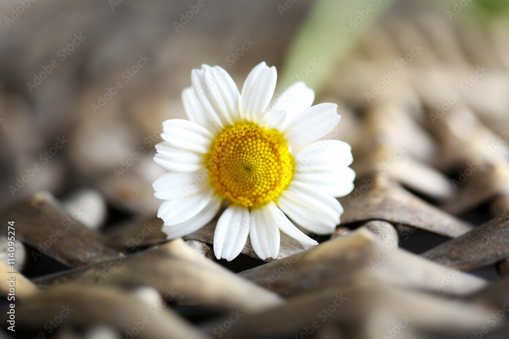 Single chamomile on wicker mat, closeup