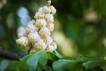 Poster - Beautiful blooming chestnut in botanical garden, close up