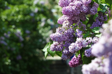 Wall Mural - Beautiful lilac in botanical garden