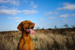 © everydoghasastory - Happy Vizsla dog against field and blue sky with clouds