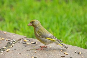 European Greenfinch bird (Chloris chloris) in yellow green color eating sunflower seeds on the ground with blurred green meadow background, in Austria, Europe during summer