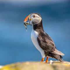 Wall Mural - Puffin with fish in beak