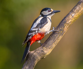 Canvas Print - Woodpecker peeking at spectator