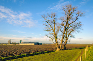 Wall Mural - Bare tree with irregular branches in winter sunshine