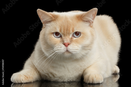 Close Up Blue Eyed British Shorthair Cat Lying And Looking In