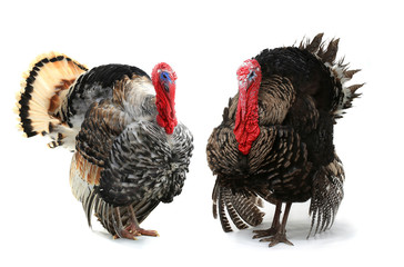 two turkey