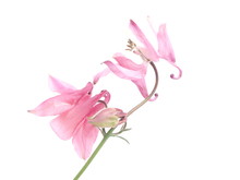 Flowers Aquilegia Catchment On A White Background