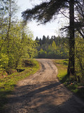 Fototapeta Sawanna - road in the woods