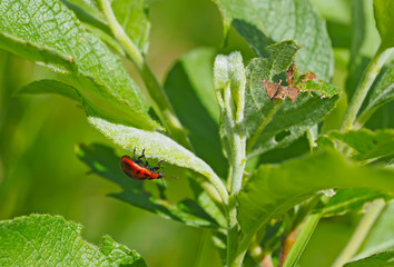 Poster - ladybug on a leaf