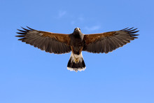 Harris Hawk In Flight