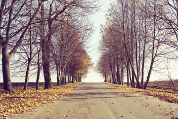 Wall Mural - late autumn alley
